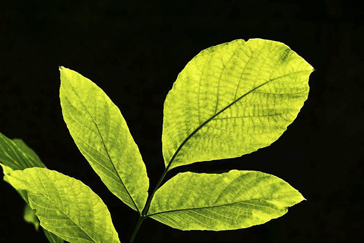 Are You Smarter Than a Fifth Grader: plants